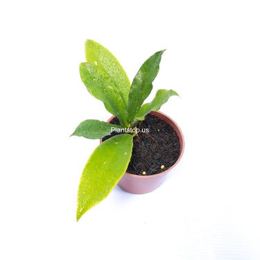 Hoya SLM-01 Buntokensis