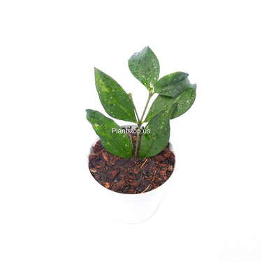 Hoya Sp Garut