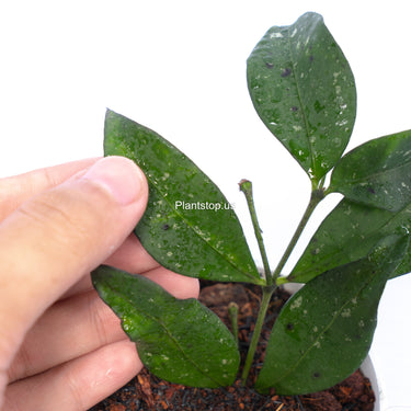 Hoya Sp Garut