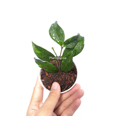 Hoya Sp Garut