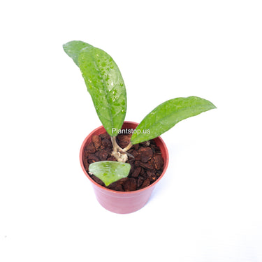 Hoya Fauziana Sp Kalbar