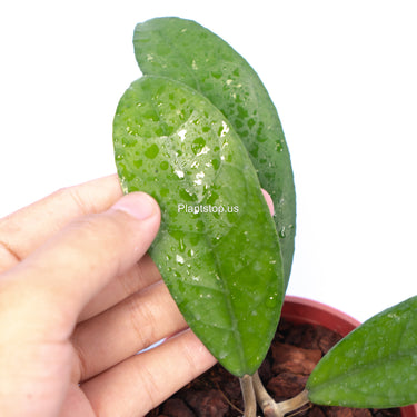 Hoya Fauziana Sp Kalbar