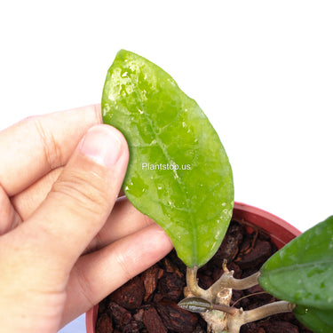 Hoya Fauziana Sp Kalbar