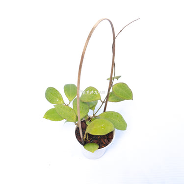 Hoya Tomataensis