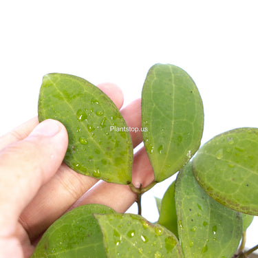 Hoya Tomataensis