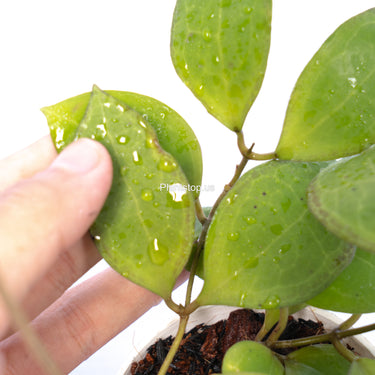 Hoya Tomataensis