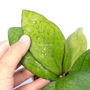 Hoya Puom Siam Ruby