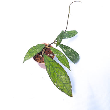 Hoya Clemensiorum Aceh