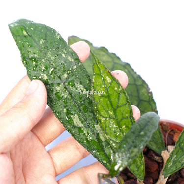Hoya Clemensiorum Aceh
