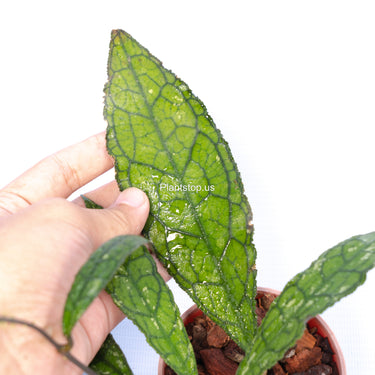 Hoya Clemensiorum Aceh