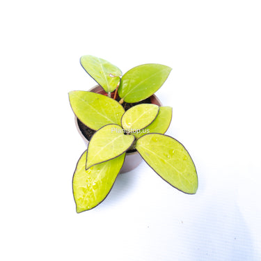 Hoya Vitelina HSL
