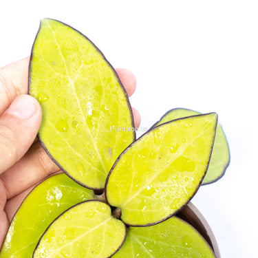 Hoya Vitelina HSL