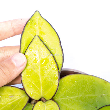 Hoya Vitelina HSL