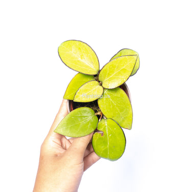 Hoya Vitelina HSL