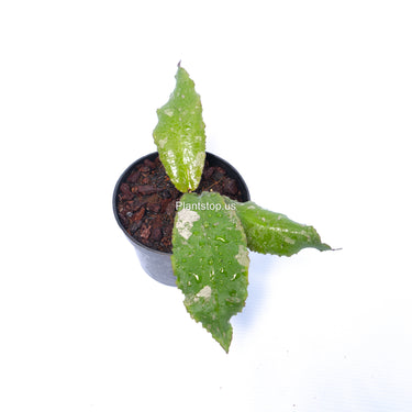 Hoya Undulata Splash