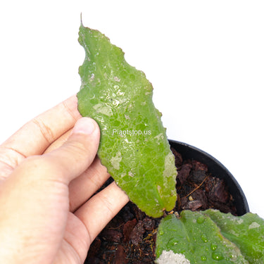 Hoya Undulata Splash