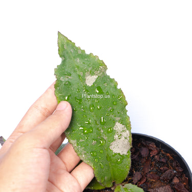 Hoya Undulata Splash