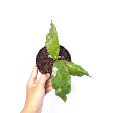 Hoya Undulata Splash