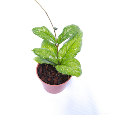 Hoya Forbesii Splash