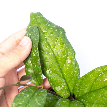 Hoya Forbesii Splash