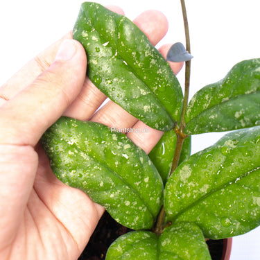 Hoya Forbesii Splash
