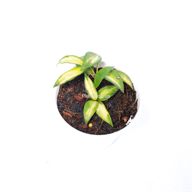 Hoya Lacunosa Asami Wonosobo