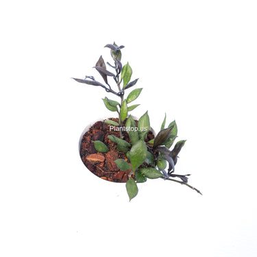 Hoya Lacunosa Black Small Leaf