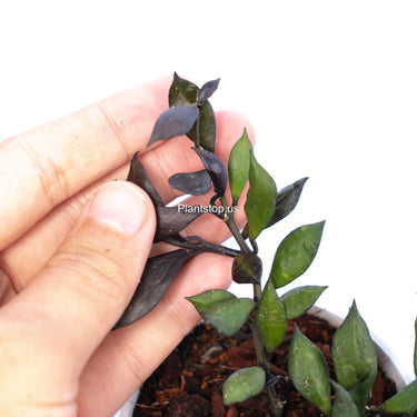 Hoya Lacunosa Black Small Leaf