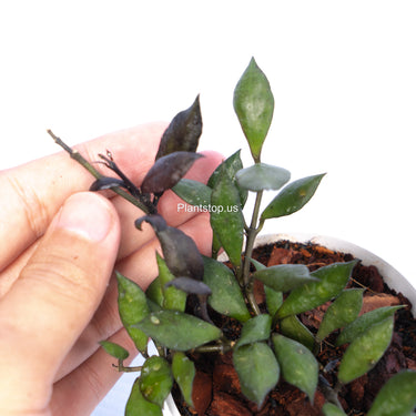 Hoya Lacunosa Black Small Leaf