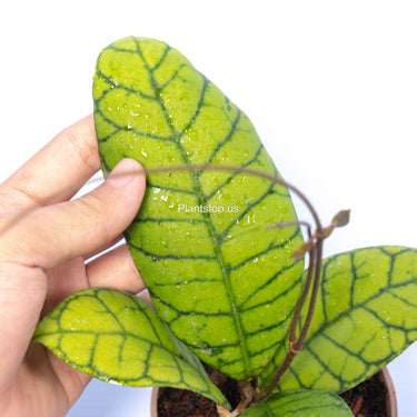 Hoya Callistophyla Kalteng