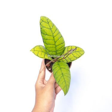 Hoya Callistophyla Kalteng