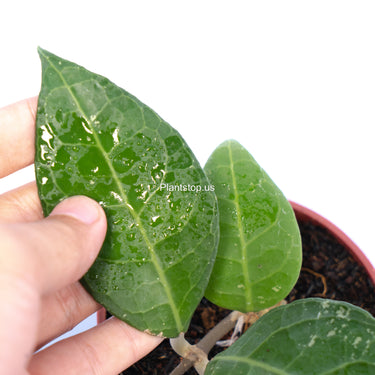 Hoya Verticillata Lampung