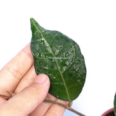 Hoya Verticillata Lampung