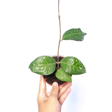 Hoya Verticillata Lampung