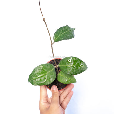 Hoya Verticillata Lampung