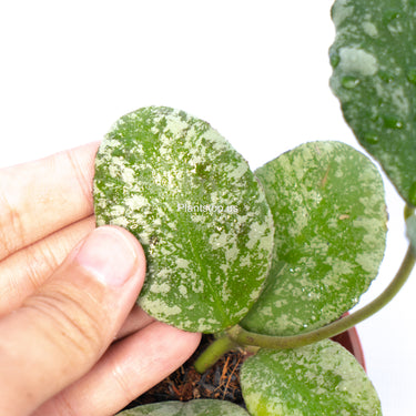 Hoya Waymaniae Splash