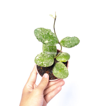 Hoya Waymaniae Splash