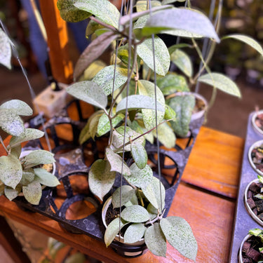 Hoya Barata (Aff Vitelina x Sp Sumbawa Seed 2)