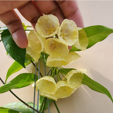 Hoya Campanulata "White" - LUSH