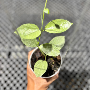 Hoya Moon Blush (Aff Vitellina x Sp Sumbawa)