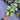 Hoya Obscura Cryptic Chrome