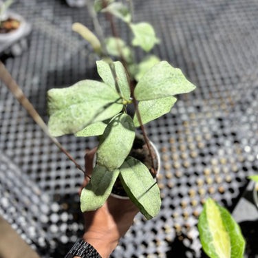 Hoya Ramona (Aff Vitellina x Callistophylla)