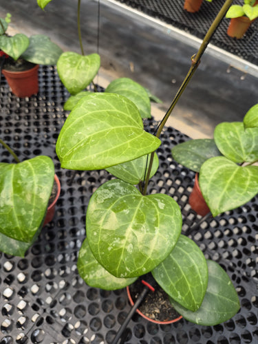 Hoya Latifolia Black Chrome
