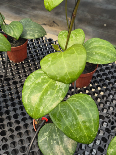 Hoya Latifolia Black Chrome