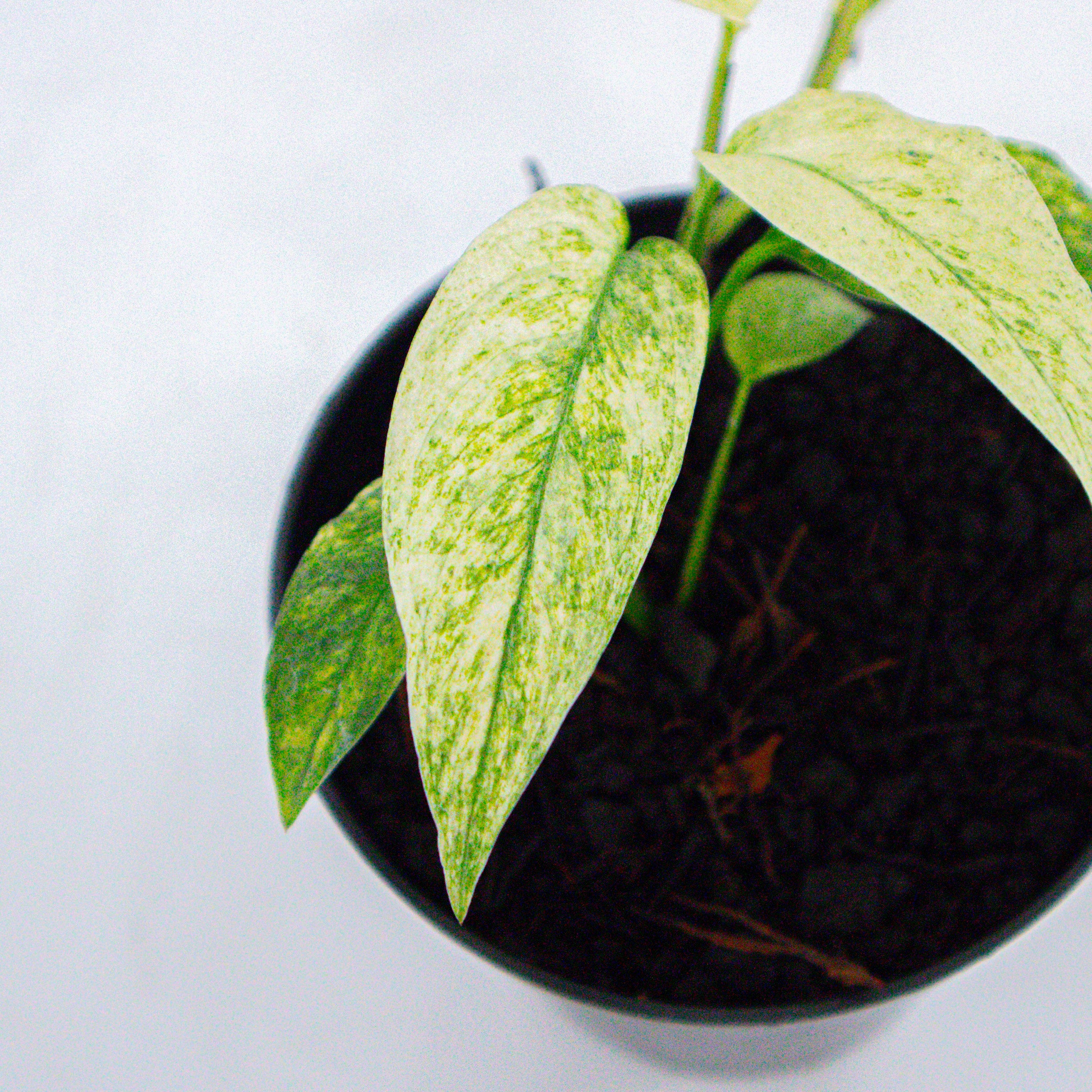 monstera mauna lani Monstera Laniata Mint Variegated – Plantstop.us
