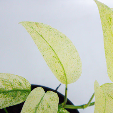 Monstera Laniata Mint Variegated