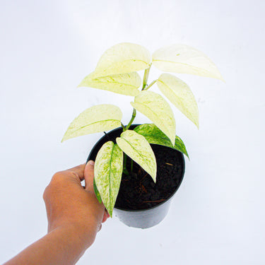 Monstera Laniata Mint Variegated