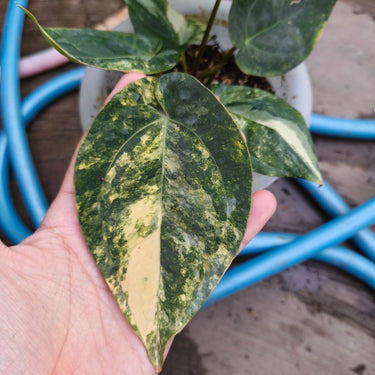 Anthurium Ace of Spades Var