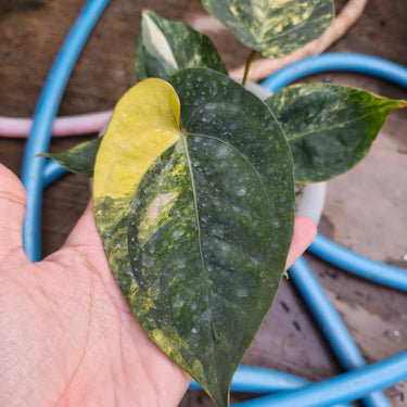 Anthurium Ace of Spades Var