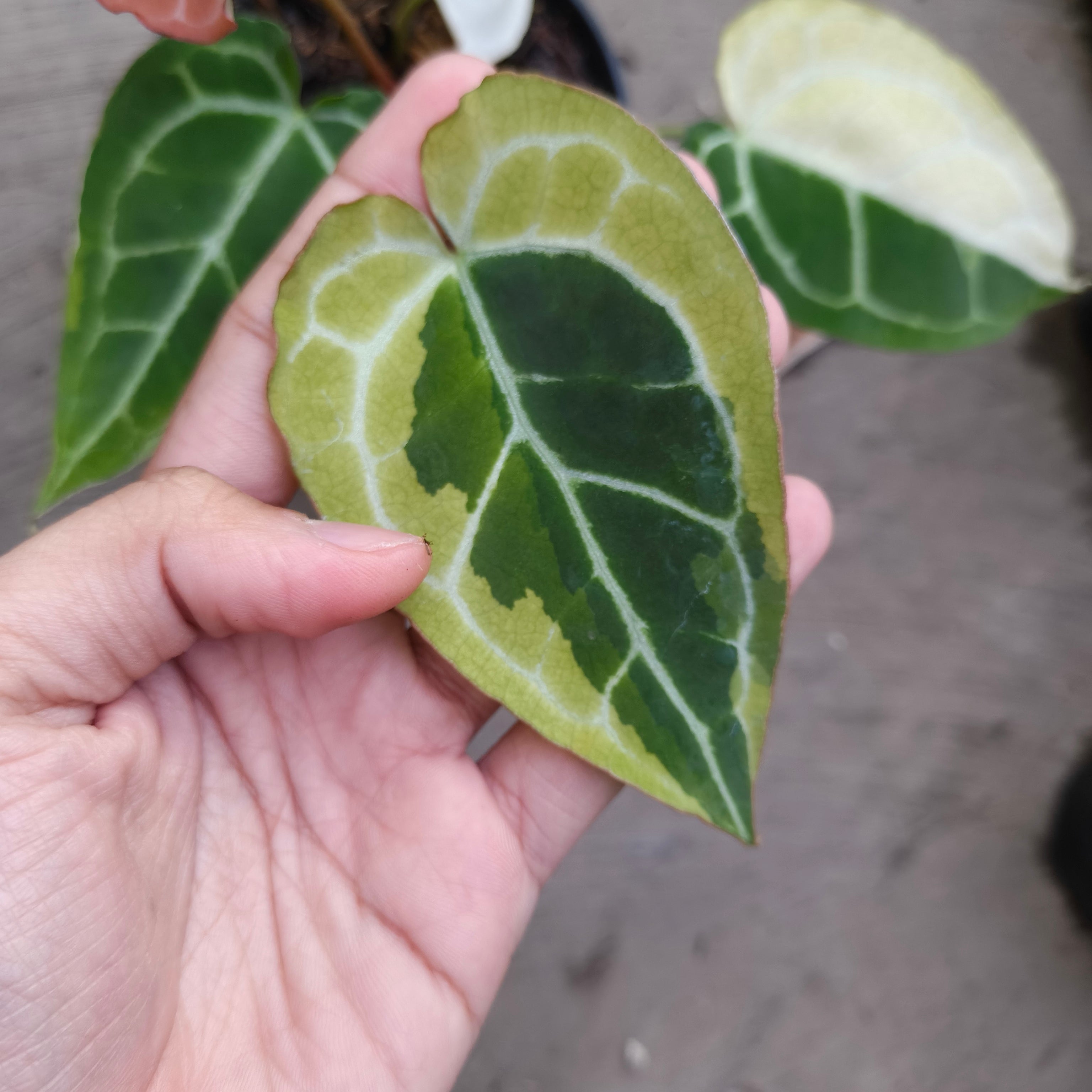anthurium minecraft pack Anthurium Mojang Variegated – Plantstop.us